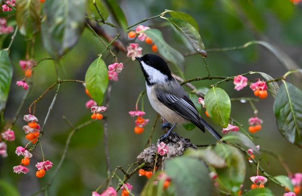 Wie entwickelt man ein Lernspiel zur Förderung des Umweltbewusstseins bei Kindern?